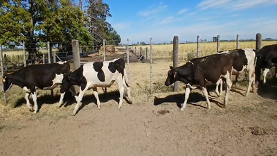 Lote 20 Novillitos