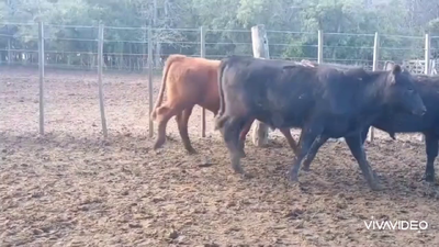 Lote 120 Terneros