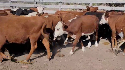 Lote 35 Terneros en Villaguay, Entre Ríos