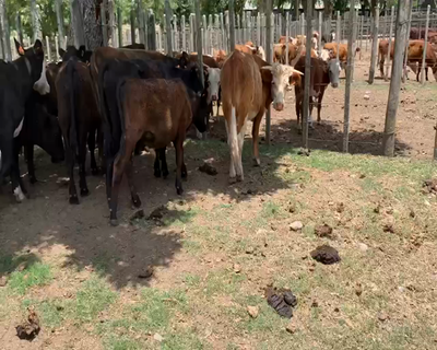 Lote 13 Novillos 1 a 2 años en Melo, Cerro Largo
