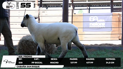 Lote LOTE 55- BOZAL