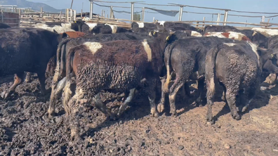 Lote 45 Novillo Gordo en Codegua, VI Región O-Higgins