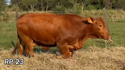 Lote VAQUILLONAS