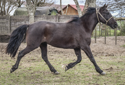 Lote COSTERITO MOLLES