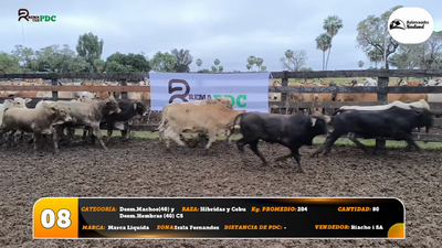 Lote Desm. Machos(40) y Desm. Hembras (40) C5