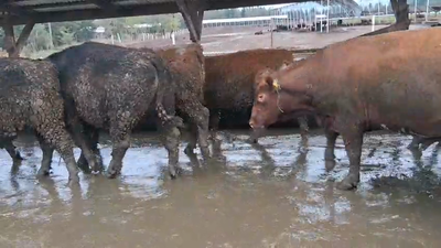 Lote 20 Novillo Gordo en Los Ángeles, VIII Región Biobío