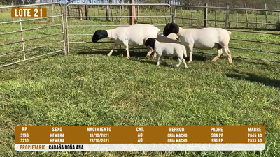 Lote LOTE 21
