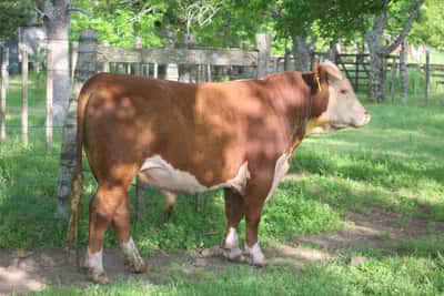 Lote PEDIGREE DE 2 AÑOS