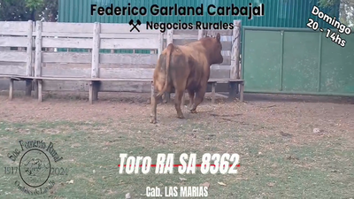 Lote TORO SA RED ANGUS en OMBUES DE LAVALLE