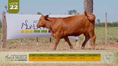 Lote LOTE 22