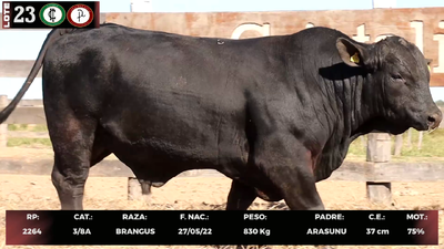 Lote LOTE 23