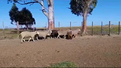 Lote 41 ovejas y 2 carneros