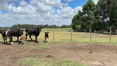 Lote PIEZA DE CRIA