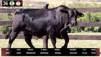 Lote LOTE 36