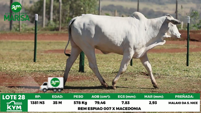 Lote Lote 28