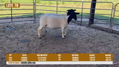 Lote LOTE 78