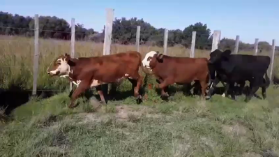 Lote 74 Terneros