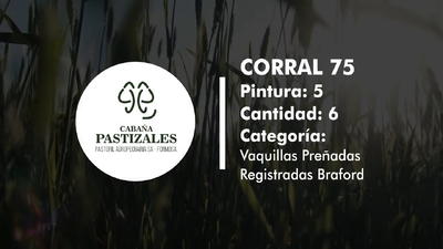 Lote Vaquillonas