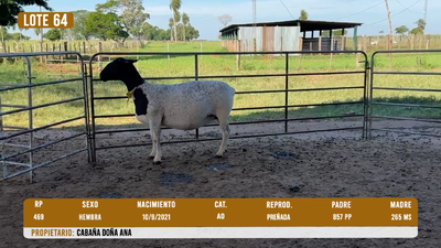 Lote LOTE 64