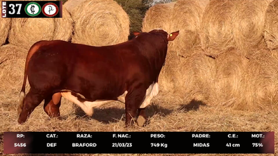 Lote LOTE 37