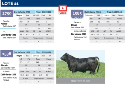 Lote Lote 11