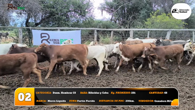 Lote Desm. Hembras C5