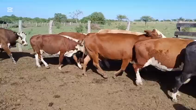 Lote 46 Vacas usadas preñadas