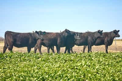 Lote "ME KEN" Vaquillas con cria