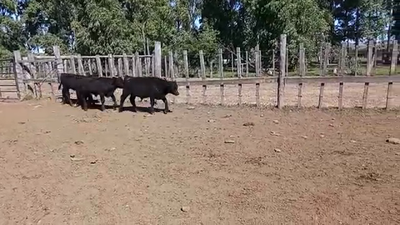 Lote 5 Terneros AA 140kg - , San José