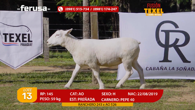 Lote Lote 13