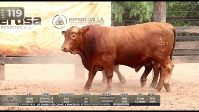 Lote LOTE 119
