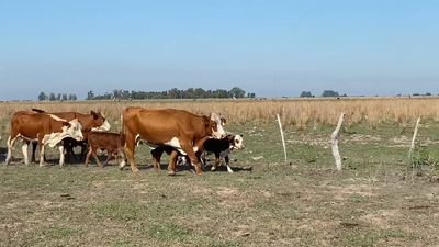 Lote 50 Vacas nuevas C/ cria en Esquina, Corrientes