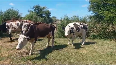 Lote (Vendido)4 Vacas de Invernada 430kg -  en ESPINILLO
