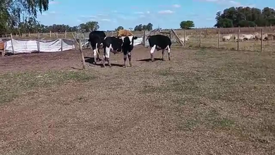 Lote 3 Terneros 200kg - , San José