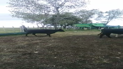 Lote 3 Vaca ANGUS Y CRUZA 400kg - , San José