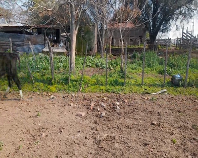 Lote (Vendido)8 Terneros HO 160kg - , Colonia