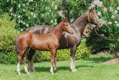 Lote Jararaca La Higuera