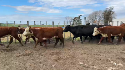 Lote VACAS PREÑADAS