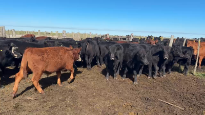 Lote 60 Terneros