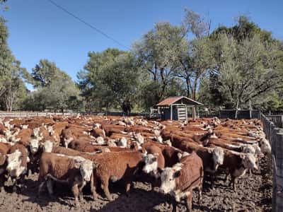 Lote 60 Terneros, 200 Kg, P. Hereford, en Sierra de la Ventana, PBA
