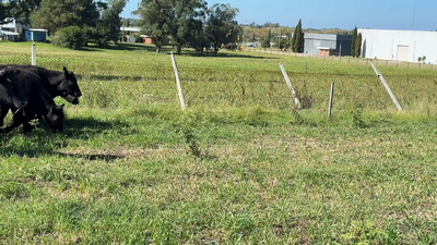 Lote NOVILLOS 1 a 2 AÑOS