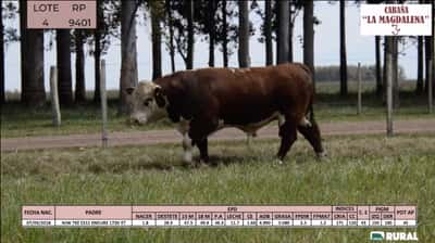 Lote Toros POLLED HEREFORD PI RP 9398 9401 9438