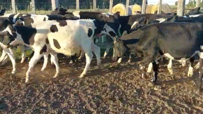 Lote 26 Terneros HOLANDO 180kg - , San José