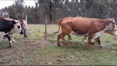 Lote 5 Vacas de Invernada 2 HE,  1 RA,  1 BR,  1 AA x NO 450kg -  en RUTA 3 KM 555. BELEN