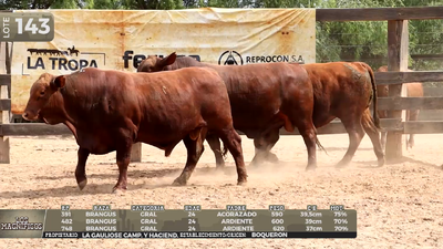 Lote LOTE 143