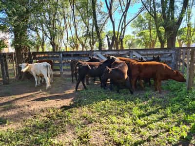 Lote 11 Terneros en Gral. Lamadrid, Buenos Aires