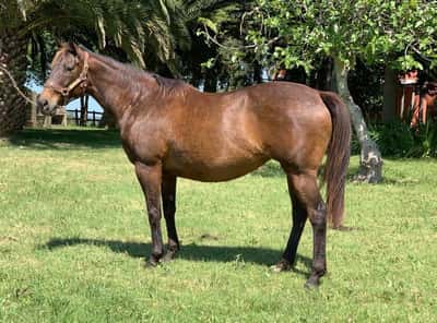 Lote Sonora Mix – Yegua preñada por Invasor