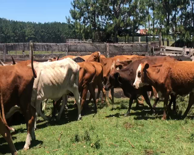 Lote 28 Vacas de invernar en Ituzaingó, Corrientes