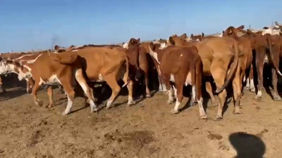 Lote 116 Vacas de invernar en Concordia, Entre Ríos