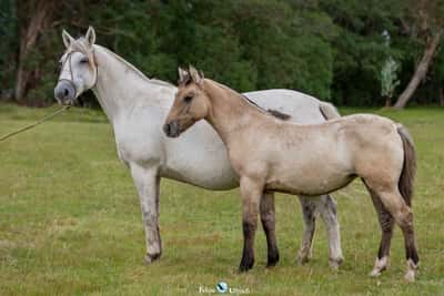 Lote JAGUEL JULIETA